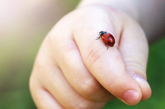 Best Bug Spray for Babies to Keep the Pests Off Them