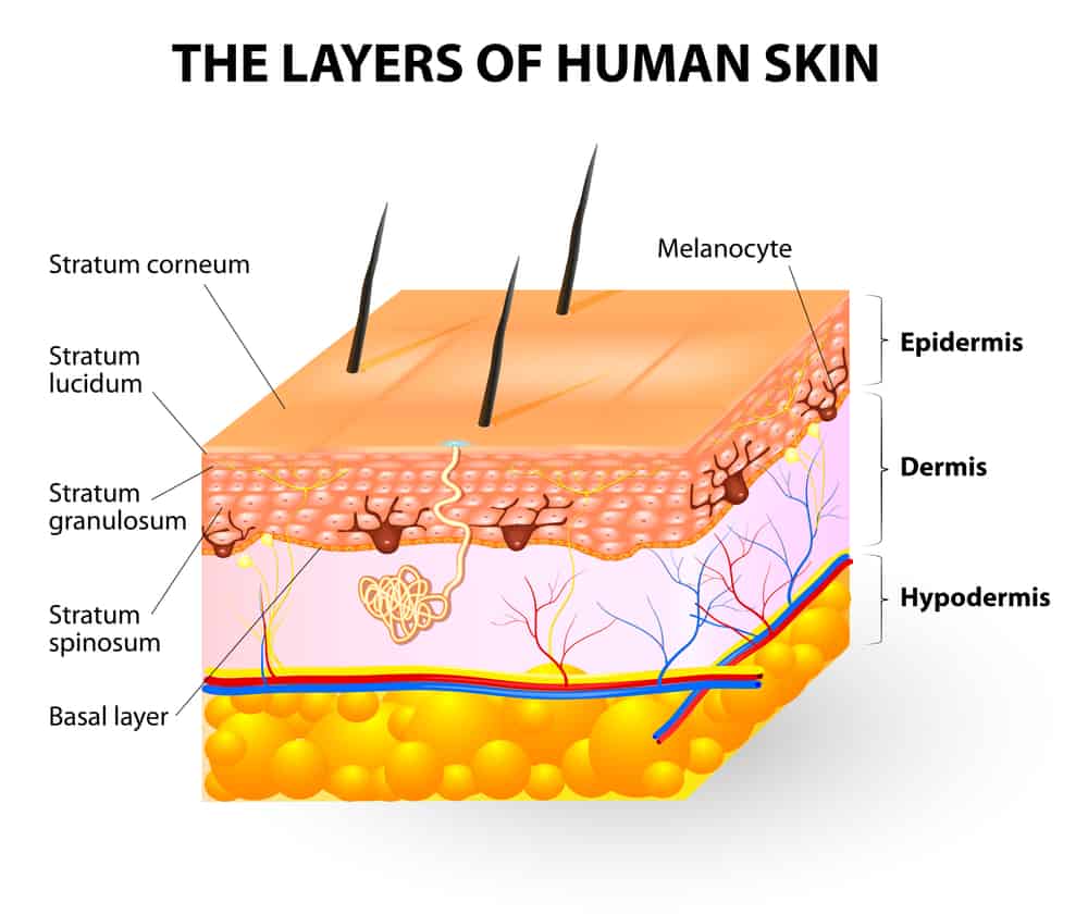 layers of the skin diagram